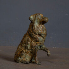 Australian Shepherd brons miniature Brigitte Boss